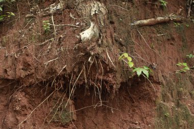 Ayurveda Ağaç Gövdesi Dokusu