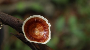 Ayurveda Ağaç Gövdesi Dokusu