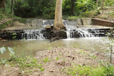 Ayurveda Ağaç Gövdesi Dokusu