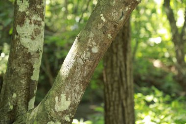 Ayurveda Ağaç Gövdesi Dokusu