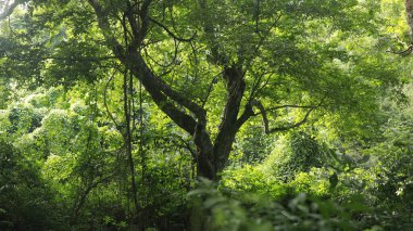 Ayurveda Ağaç Gövdesi Dokusu