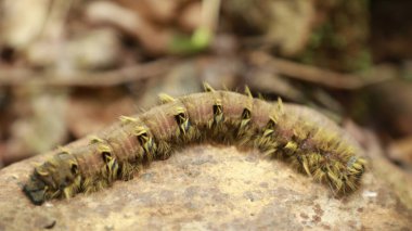 Tırtıl Çiçek sapında Yürüyor