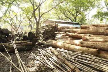Bir sürü ağaç gövdesi tek bir yerde toplanır.