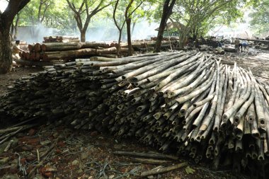 Bir sürü ağaç gövdesi tek bir yerde toplanır.