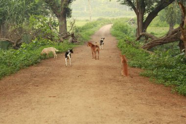 Kırsal yolda Sokak Köpekleri