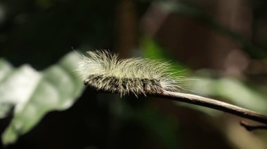 Tırtıl Çiçek sapında Yürüyor