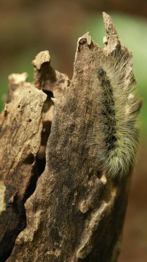 Tırtıl Çiçek sapında Yürüyor