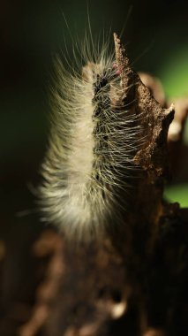 Tırtıl Çiçek sapında Yürüyor