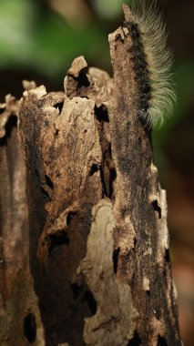 Tırtıl Çiçek sapında Yürüyor