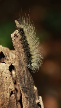 Tırtıl Çiçek sapında Yürüyor