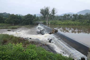Ormandaki yosunlu kayaların arasından akan su