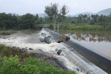 Ormandaki yosunlu kayaların arasından akan su