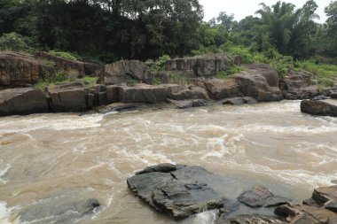 Ormandaki yosunlu kayaların arasından akan su