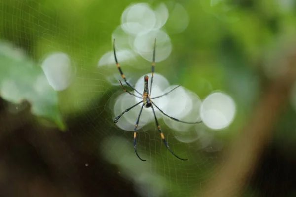 Örümcek Makro Görüntüsü — Stok fotoğraf
