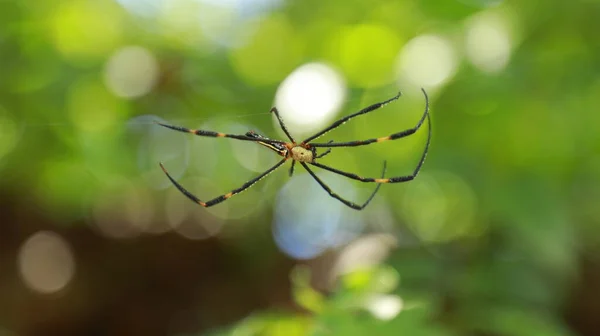 Macro Tiro Uma Aranha — Fotografia de Stock