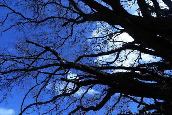 Silhueta Uma Árvore — Fotografia de Stock