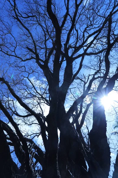 Силуэт Дерева — стоковое фото