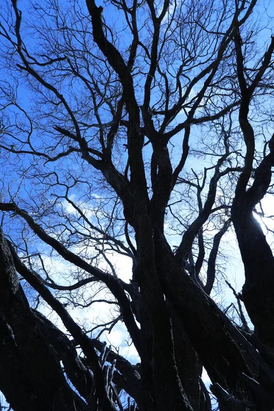 Silhouette Eines Baumes — Stockfoto
