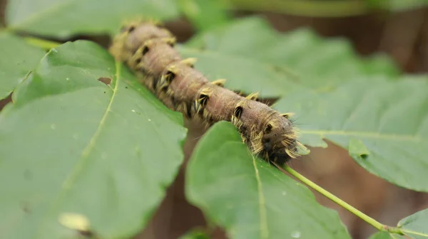 Caterpillar Walking Plant Stilk - Stock-foto