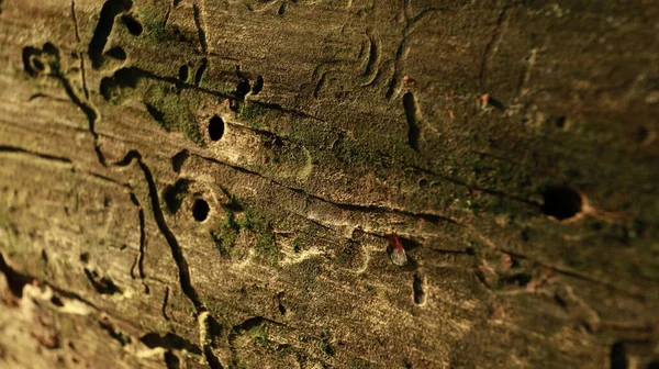 Tree Trunk Texture Macro Shot — Stock Photo, Image