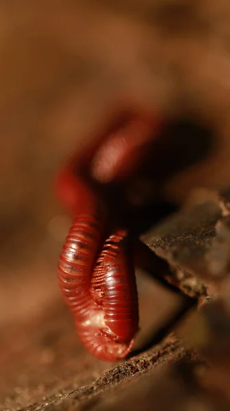 Oruga Caminando Sobre Tallo Vegetal —  Fotos de Stock