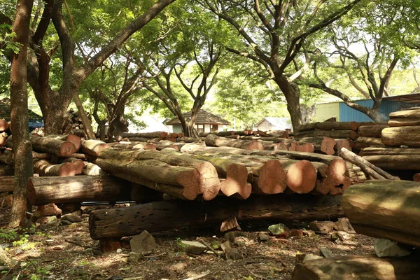 Viele Baumstämme Werden Einem Ort Gesammelt — Stockfoto