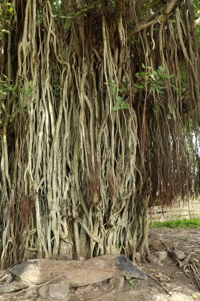 Raíces Enorme Árbol Sabiduría —  Fotos de Stock