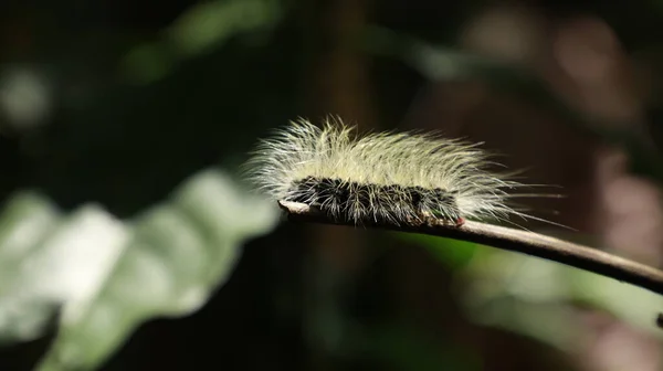 Caterpillar Walking Plant Szár — Stock Fotó