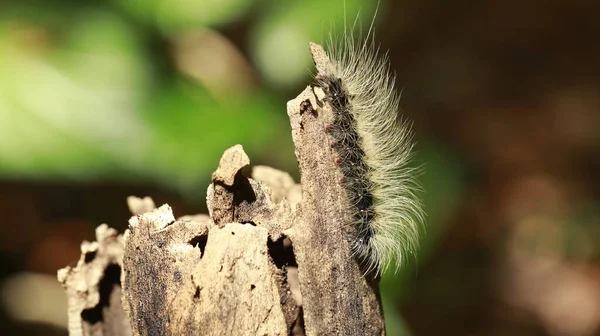 Tırtıl Çiçek sapında Yürüyor