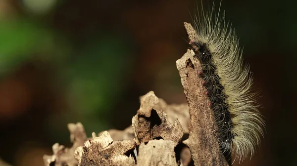 Caterpillar Caminhando Caule Planta — Fotografia de Stock