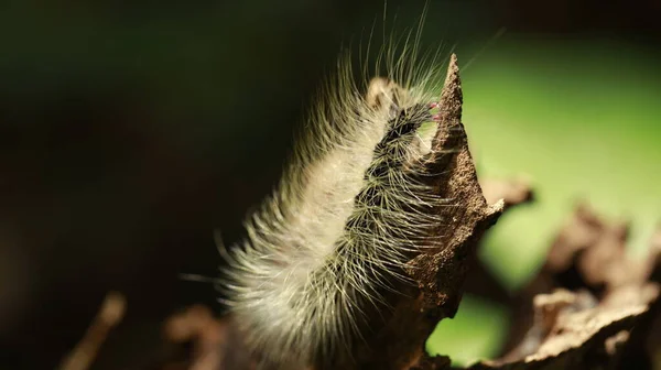 Oruga Caminando Sobre Tallo Vegetal — Foto de Stock