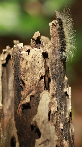 Caterpillar Walking Plant Stem — Stock Photo, Image