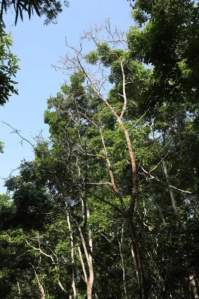 Ευρεία Βολή Από Τεράστια Στίγματα Μπαμπού Στο Δάσος Της Ζούγκλας — Φωτογραφία Αρχείου