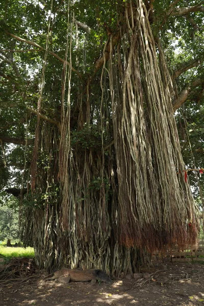 Raíces Enorme Árbol Sabiduría —  Fotos de Stock