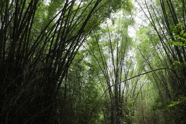 Amplio Tiro Enormes Matorrales Bambú Selva — Foto de Stock