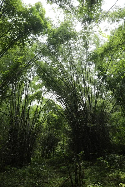 ジャングルの森の中で巨大な竹の茂みのワイドショット — ストック写真