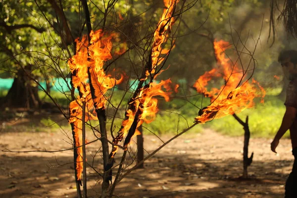 Tree Burn Forest — Stock Photo, Image