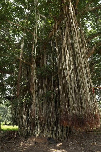 Raíces Enorme Árbol Sabiduría —  Fotos de Stock