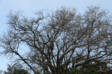 Ağaç Dallarının Silueti