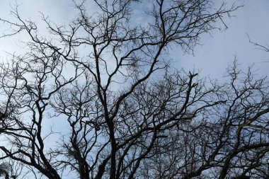Ağaç Dallarının Silueti