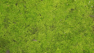 Taşta yeşil yosun var.