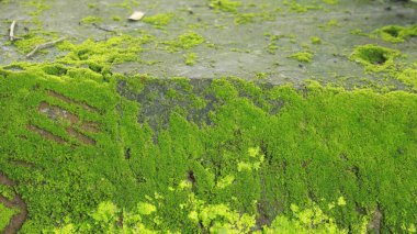 Taşta yeşil yosun var.