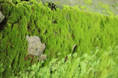 Taşta yeşil yosun var.