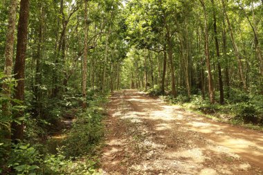Hasarlı Kırsal Yol Dokusu