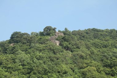 Hint Ormanındaki Ağaçlar