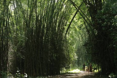 Ormandaki Büyük Bambu Çalılıklarının Geniş Çekimi