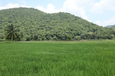 Yeşil alanlar Kerala Hindistan