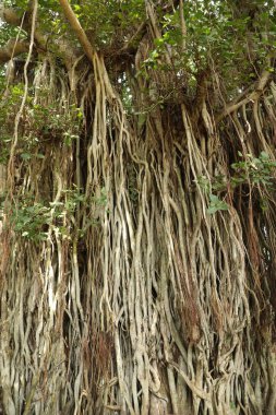 Dev Ağacın Kökleri