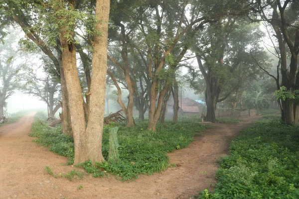 Landelijk Gebied Weg Bomen — Stockfoto