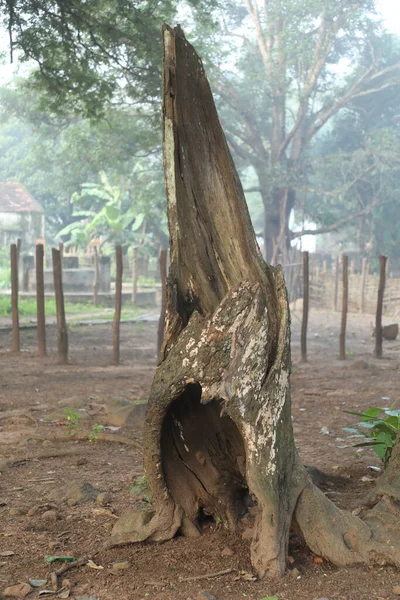 Trockene Baumstammtextur Der Natur — Stockfoto